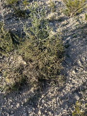 Koeberlinia spinosa