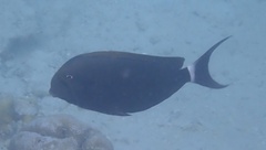 Acanthurus