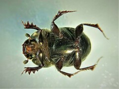 Euonthophagus atramentarius