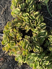 Crassula swaziensis