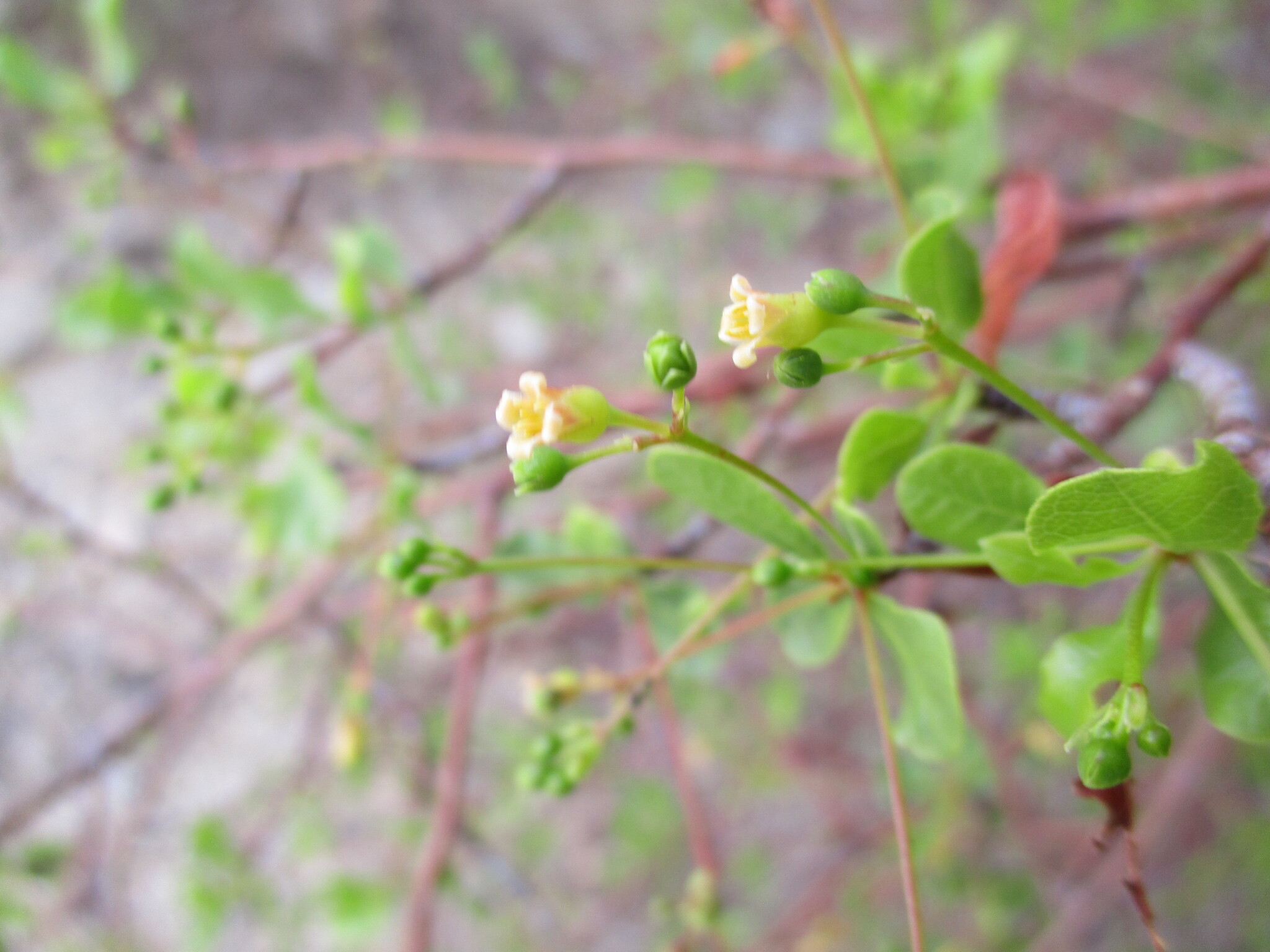 Commiphora glaucescens