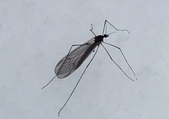 Trichocera annulata