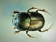 Euonthophagus atramentarius