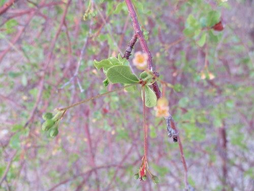 Commiphora glaucescens