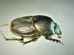 Euonthophagus atramentarius
