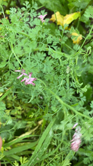Fumaria officinalis