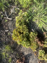 Crassula swaziensis