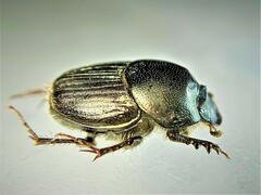 Euonthophagus atramentarius