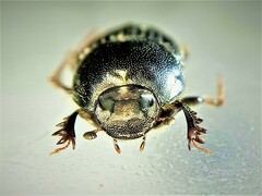 Euonthophagus atramentarius