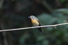 Cyornis whitei