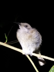 Lichmera indistincta