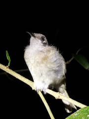 Lichmera indistincta