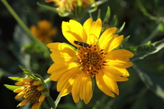 Scythris trivinctella