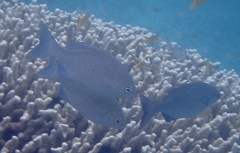 Kyphosus cinerascens