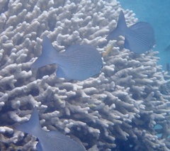 Kyphosus cinerascens