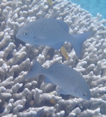 Kyphosus cinerascens