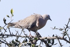 Streptopelia decipiens logonensis