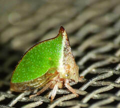 Smiliinae