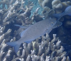 Kyphosus cinerascens