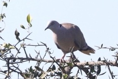 Streptopelia decipiens logonensis