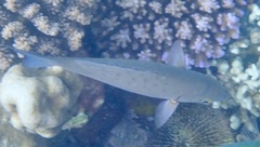 Kyphosus cinerascens