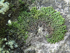 Speerschneidera euploca