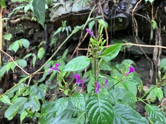 Hypoestes purpurea