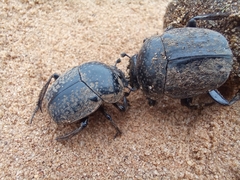 Scarabaeus cicatricosus