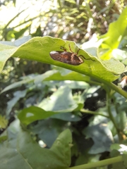 Cephisus siccifolius