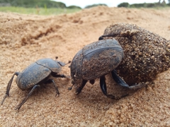 Scarabaeus cicatricosus