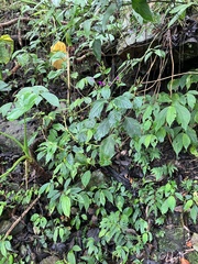 Hypoestes purpurea