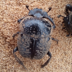 Scarabaeus cicatricosus