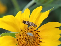 Scythris trivinctella