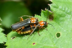 Cantharis flavilabris