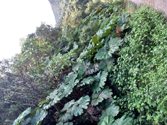 Gunnera