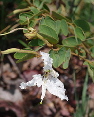 Bauhinia petersiana