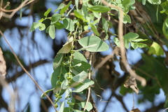 Cocculus hirsutus