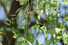 Cocculus hirsutus