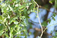 Cocculus hirsutus