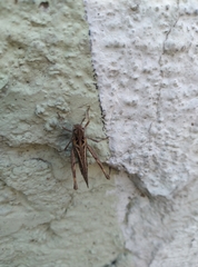 Acrididae