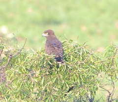 Circaetus pectoralis