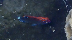 Pomacentrus bankanensis