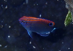 Pomacentrus bankanensis