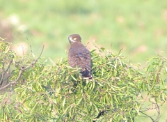 Circaetus pectoralis