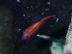 Pomacentrus bankanensis