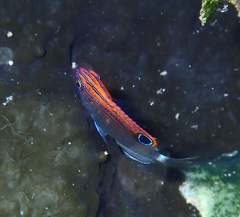 Pomacentrus bankanensis