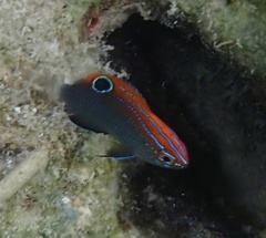 Pomacentrus bankanensis