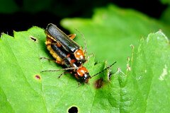 Cantharis flavilabris