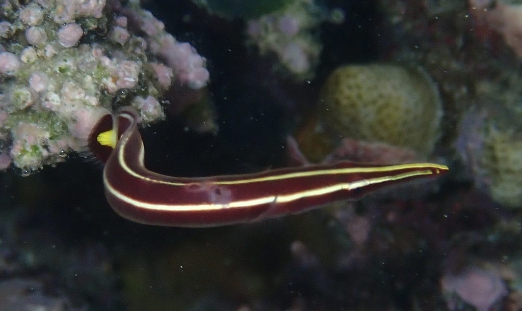 Long-snout Clingfish
