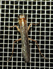 Mantoida